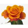 Rosa Gr Espana