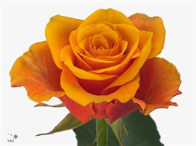Rosa Gr Espana