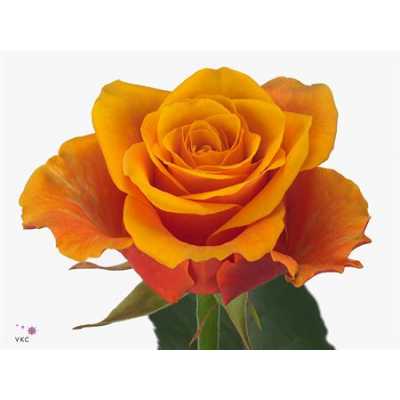 Rosa Gr Espana