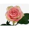Rosa Gr Esperance