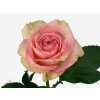 Rosa Gr Esperance