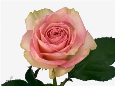 Rosa Gr Esperance