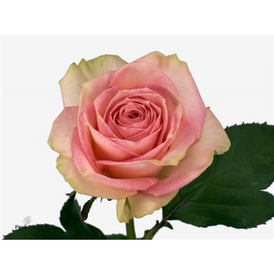 Rosa Gr Esperance