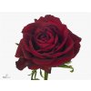 Rosa Gr Ever Red