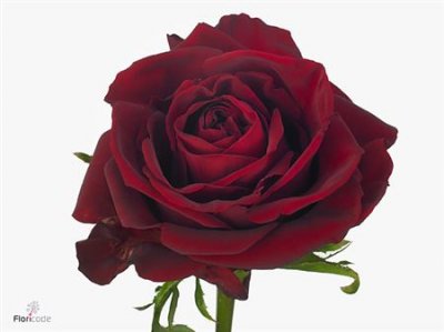 Rosa Gr Ever Red
