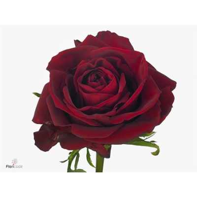Rosa Gr Ever Red