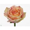 Rosa Gr Fiesta