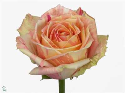 Rosa Gr Fiesta