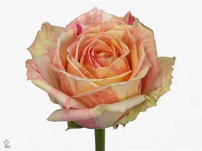 Rosa Gr Fiesta