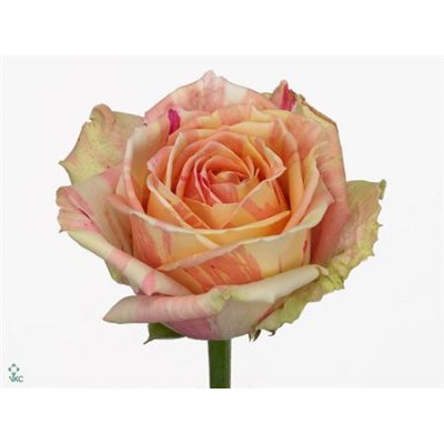 Rosa Gr Fiesta
