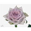 Rosa Gr Fifth Avenue!