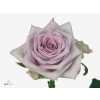 Rosa Gr Fifth Avenue!