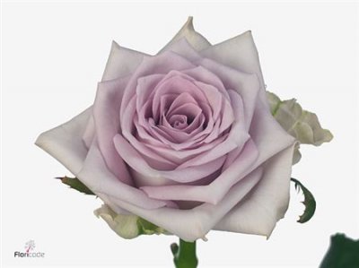 Rosa Gr Fifth Avenue!