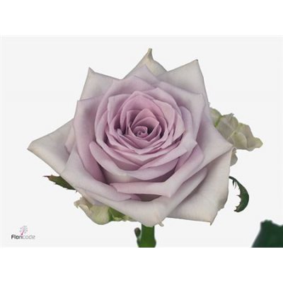 Rosa Gr Fifth Avenue!