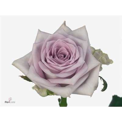 Rosa Gr Fifth Avenue!
