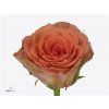 Rosa Gr Florentine