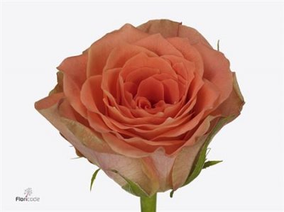 Rosa Gr Florentine