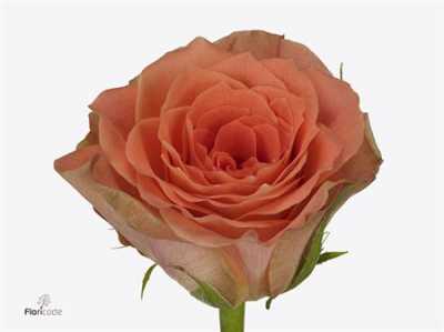 Rosa Gr Florentine