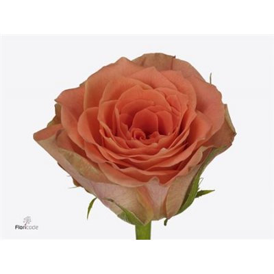 Rosa Gr Florentine