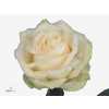 Rosa Gr Four Seasons+