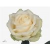 Rosa Gr Four Seasons+