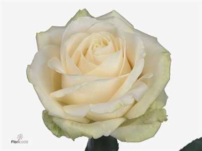 Rosa Gr Four Seasons+