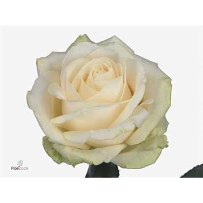 Rosa Gr Four Seasons+