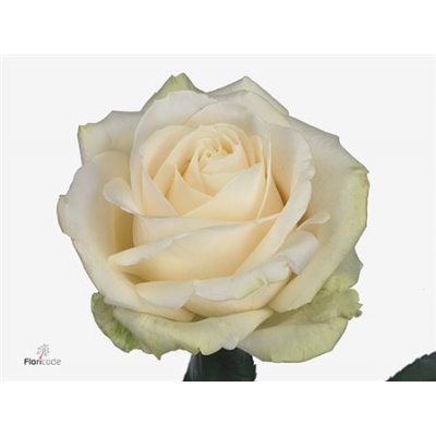 Rosa Gr Four Seasons+