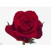 Rosa Gr Freedom