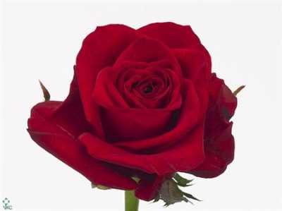 Rosa Gr Freedom