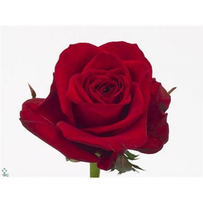 Rosa Gr Freedom