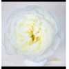 Rosa Gr Gar Alabaster