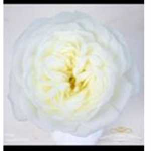 Rosa Gr Gar Alabaster