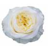 Rosa Gr Gar Angie Roman Creme