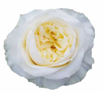 Rosa Gr Gar Angie Roman Creme