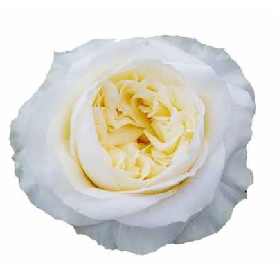 Rosa Gr Gar Angie Roman Creme