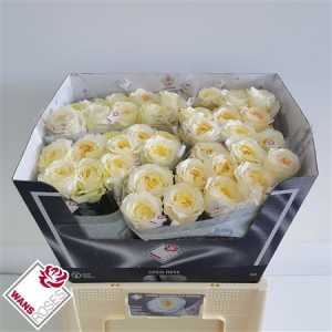 Rosa Gr Gar Angie Roman Creme