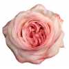 Rosa Gr Gar Angie Roman Sweet