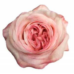 Rosa Gr Gar Angie Roman Sweet