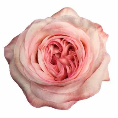 Rosa Gr Gar Angie Roman Sweet