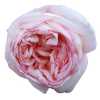 Rosa Gr Gar Angie Romantica