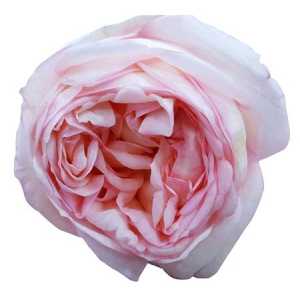 Rosa Gr Gar Angie Romantica