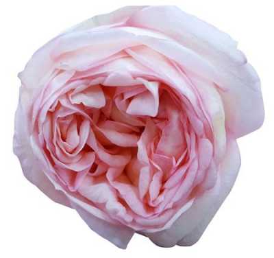 Rosa Gr Gar Angie Romantica