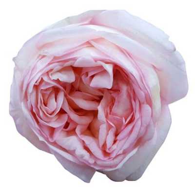 Rosa Gr Gar Angie Romantica