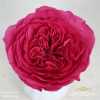 Rosa Gr Gar Baronesse