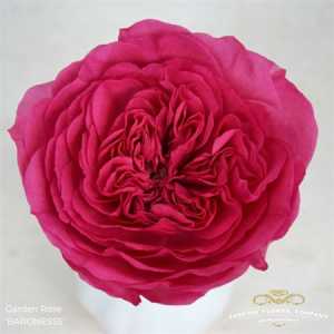 Rosa Gr Gar Baronesse