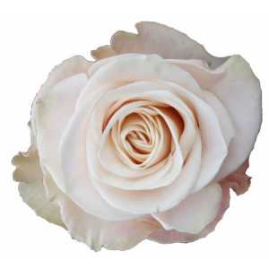 Rosa Gr Gar Cafe