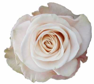 Rosa Gr Gar Cafe