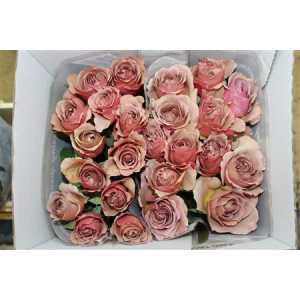 Rosa Gr Gar Caffe Latte
