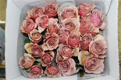Rosa Gr Gar Caffe Latte